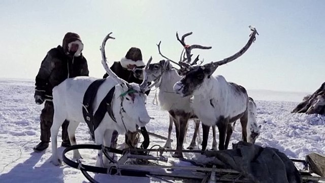 Ρωσία: Ψήφισαν στις εκλογές και οι κτηνοτρόφοι ταράνδων στην Τούνδρα