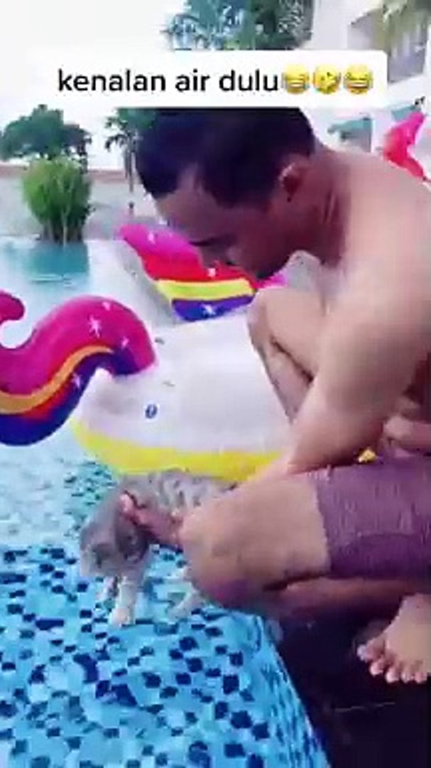 funny cat swimming cat