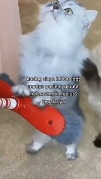 ning nang ning when the cat do catwalk