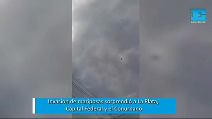 Invasión de mariposas sorprendió a La Plata, CABA y el AMBA
