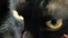 black cats