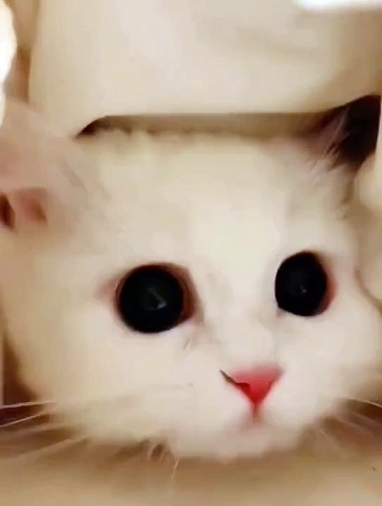 Funny Cat play