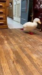 هل أنتِ بطة سمينة؟ اكتشفي الحقيقة بطريقة لطيفة 🦆