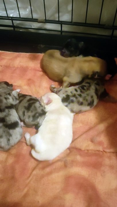 chiots le 17 mars 2024