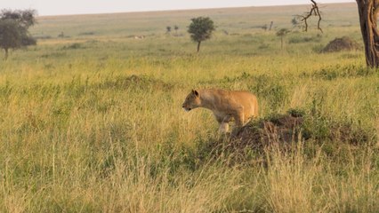 Retour à l'instinct primaire : Restons groupés vidéo bande annonce