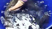 Mudfish from Farm