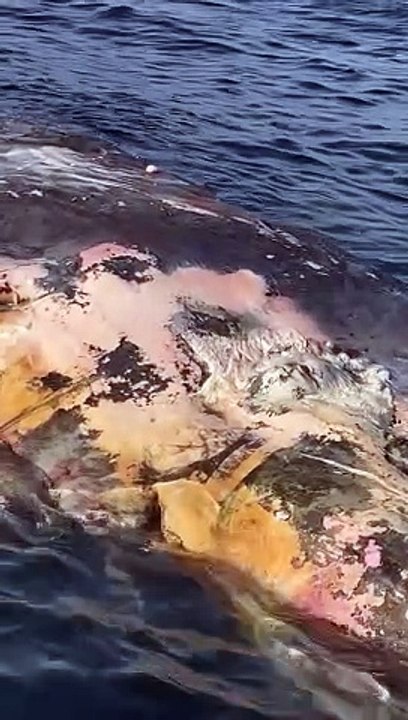 Tiger Sharks Feed on Dead Whale