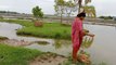 Amazing Net Fishing Video_s _ Bangladeshi Village Pond Fishing - Fishing