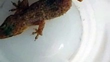 lizard