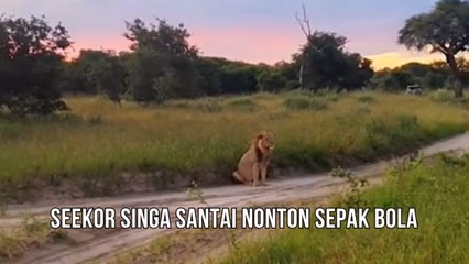 Seekor Singa Yang Bersantai Menonton Sepak Bola