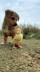 Chhote Dak Dekho 📩