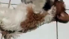 Shih Tzus