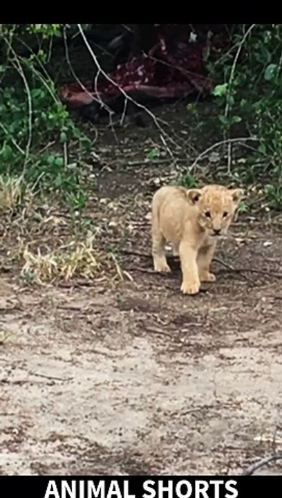 귀여운 소리를 내는 아기 사자Baby lion, very cute and beautiful