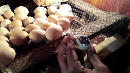 CHICKEN EGG RESCUE TO SAVE LIFE INSIDE THE EGG SHELL __ life saving operation __