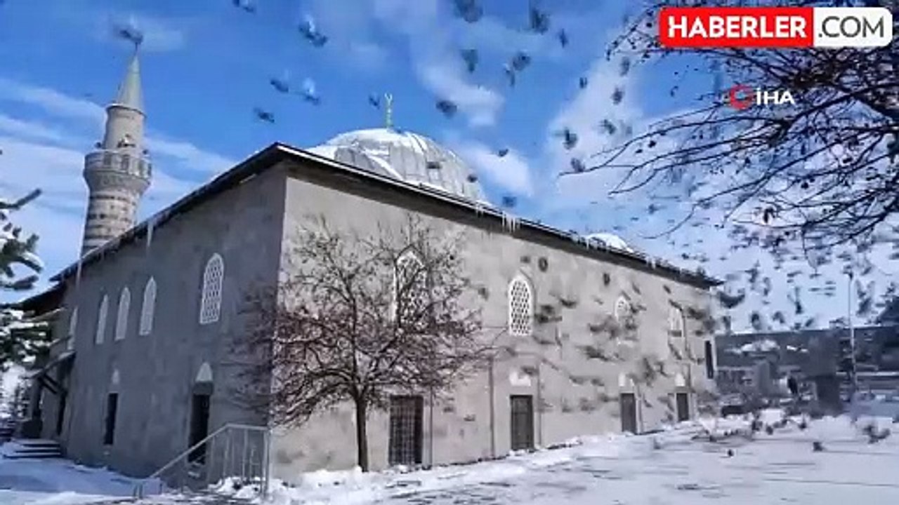 Aç kalan güvercinleri esnaf ve vatandaş besliyor