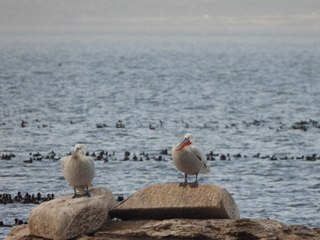 Ege'deki sulak alanlarda sayım yapıldı: 81 türden 157 bin 503 kuş yaşıyor