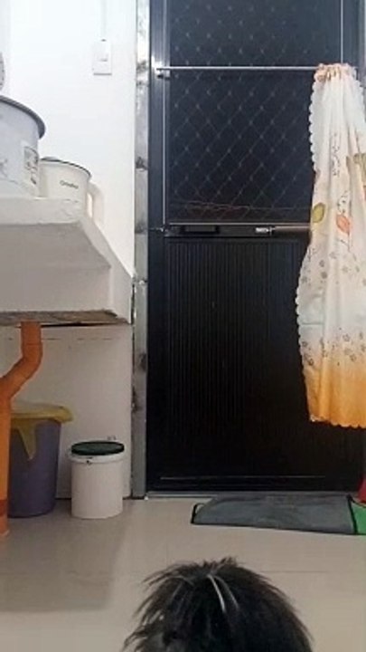 Meet Wan2three the Black Shihtzu