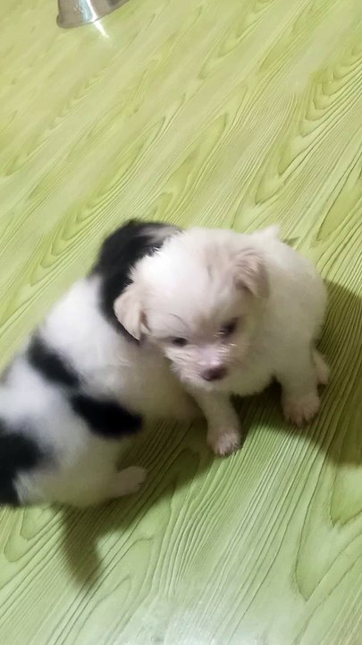 Sure cute pets