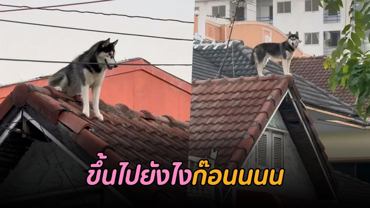 ยืนเท่เลย ! ไซบีเรียน ขึ้นไปเล่นบนหลังคา เจ้าขอ...