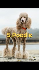 Most 5 Popular Dog Breeds (2024)