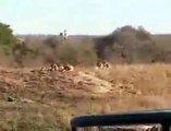 Batalla entre bufalos y leones