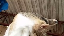 Cat yawning
