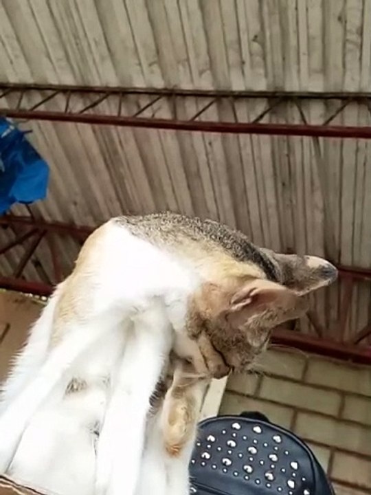 Cat yawning