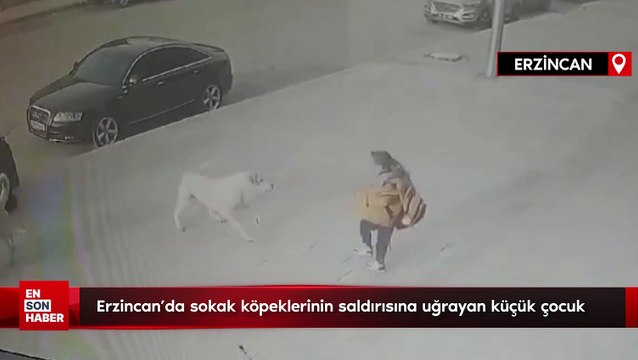 Erzincan'da sokak köpeklerinin saldırısına uğrayan küçük çocuk