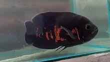 Oscar Fish