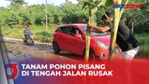 Tak Kunjung Diperbaiki, Warga Indramayu Protes Tanam Pohon Pisang di Tengah Jalan Rusak