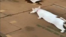 The best food for cats - fish