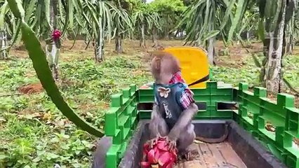 Bim Bim's monkey family drives a tractor to harvest dragon fruit
