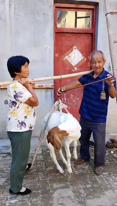 Funny Videos Try not to laugh 2024