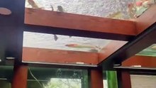 koi fish aquarium