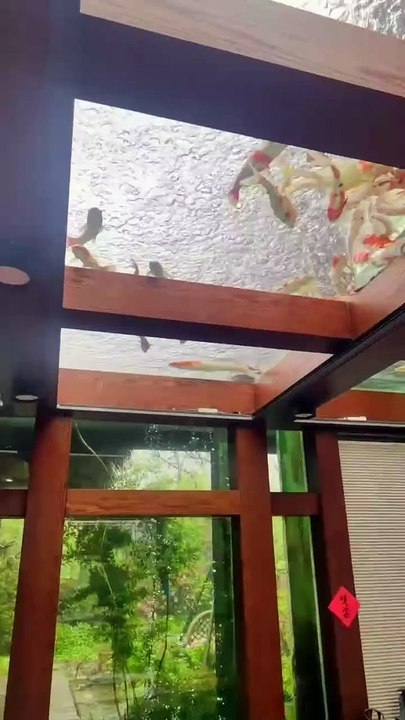 koi fish aquarium