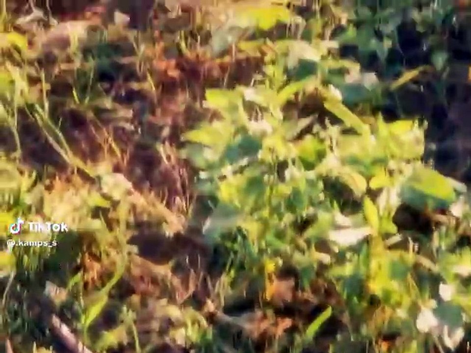 Nature Vibes
