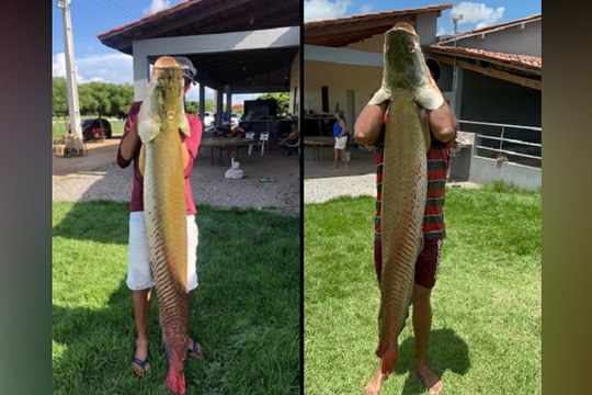 Dois peixes com quase 40 quilos cada um são pescados em açude da zona rural da região de Cajazeiras