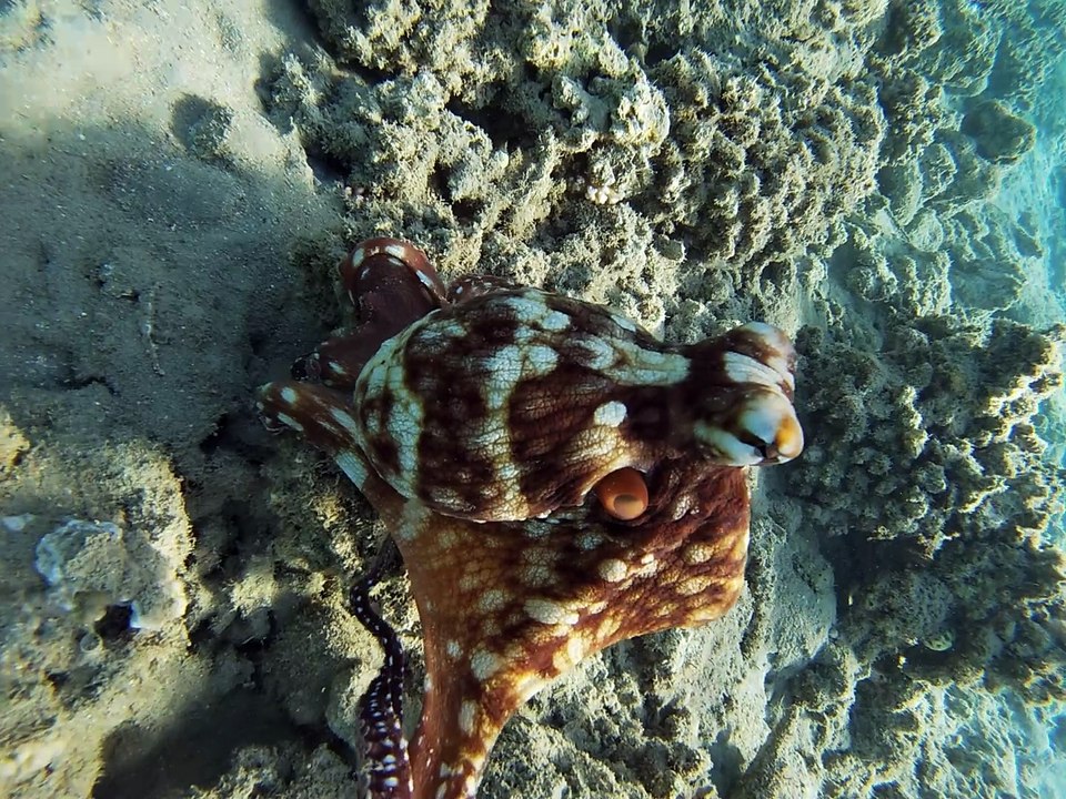 Lustige Spielchen am Morgen mit dem kleinen Kraken