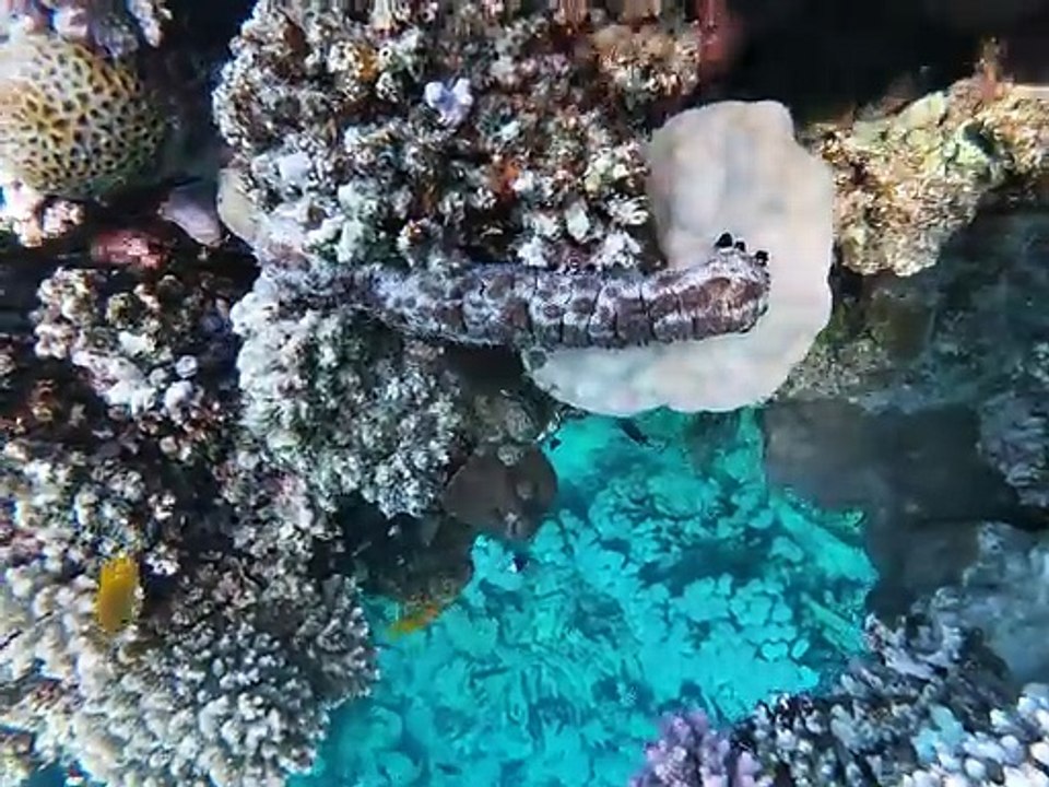 Gestrichelte Seegurke am Big Reef