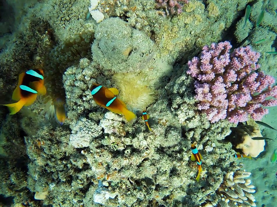 Lahami Bay: Klein Nemo (vorübergehend) allein zuhaus
