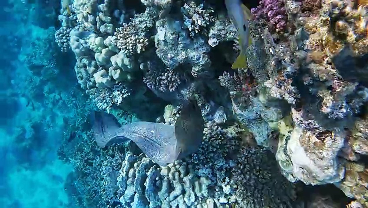 Lahami Bay: Frei schwimmende Riesenmuräne am Banana Reef