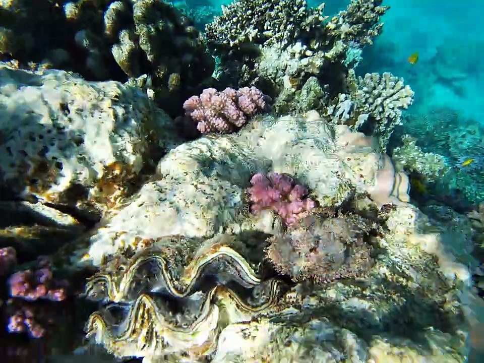 Lahami Bay: Kleiner Bärtiger Drachenkopf am Stammplatz
