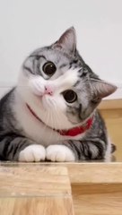 "Pawsitively Hilarious: Funny Cat Moments"