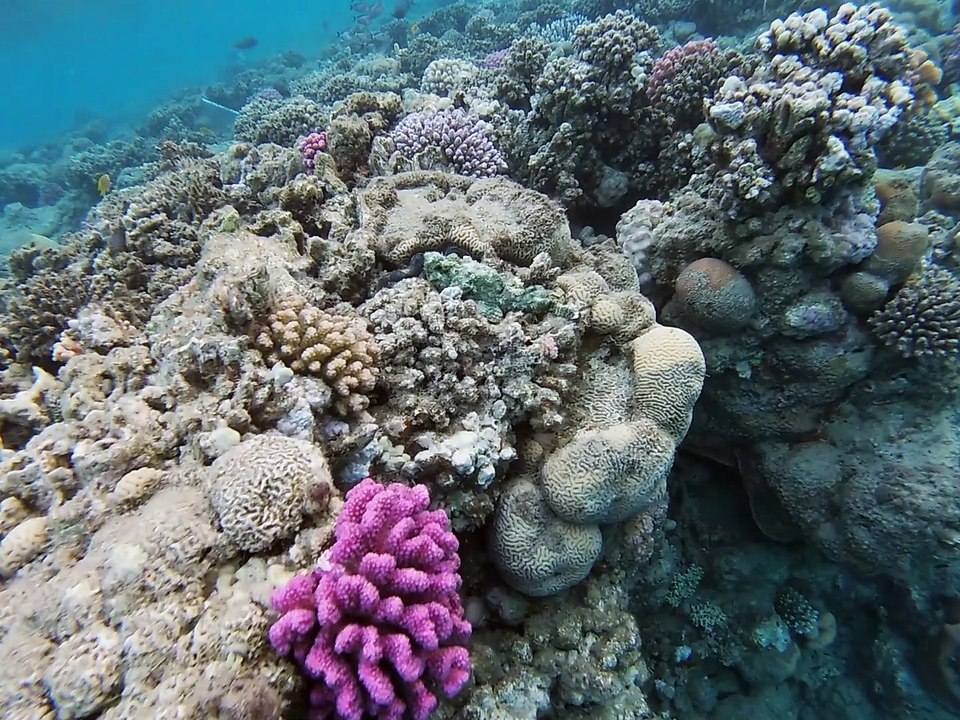 Lahami Bay: Steinfisch auf dem Riff