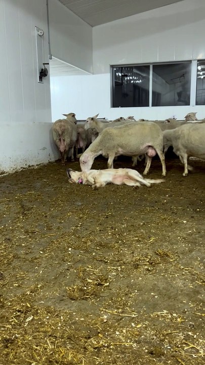 Dog Loves Attention From Sheep