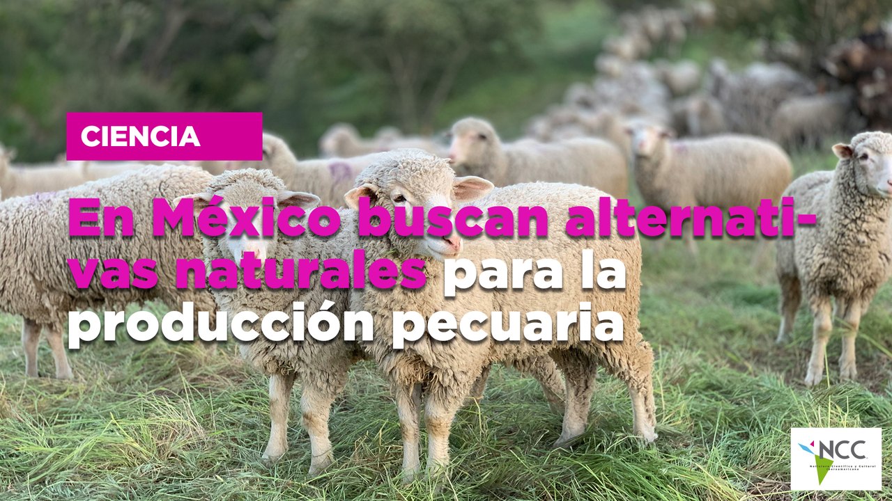 En México buscan alternativas naturales para la producción pecuaria