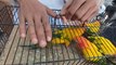 Lalukhet Birds Market latest update of Exotic Parrot Baby price 17 march || Sunday birds Market latest update