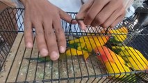Lalukhet Birds Market latest update of Exotic Parrot Baby price 17 march || Sunday birds Market latest update