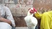 Lalukhet Birds Market latest update of fancy and Aseel hen and rooster price|| Sunday birds Market