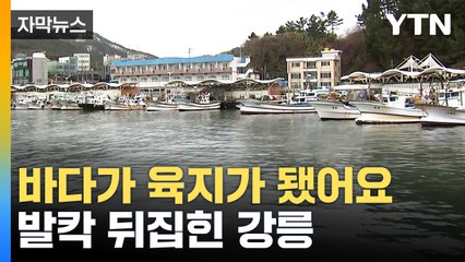 [자막뉴스] "사람이 걸어 다닐 수 있을 정도"...육지처럼 변한 강릉 안인항 / YTN